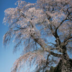 奈良県・横から見た又兵衛桜。花の盛りは過ぎてしまっている。